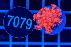 Goniopora