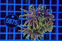 Euphyllia glabrescens