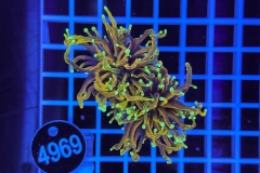 Euphyllia glabrescens