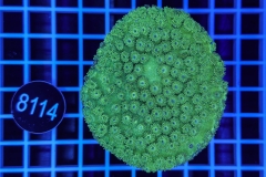 Turbinaria