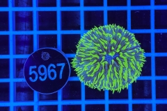 Fungia