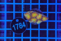 Acanthastrea echinata