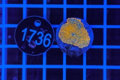 Rhodactis