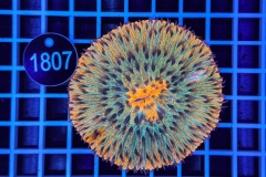 Fungia