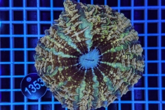 Cynarina lacrymalis