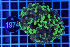 Euphyllia paraancora