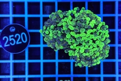 Euphyllia paraancora