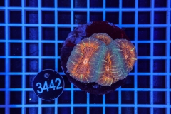 Lobophyllia