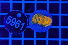 Acanthastrea echinata