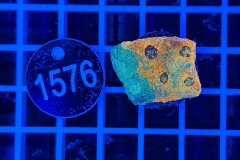 Acanthastrea echinata