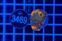 Acanthastrea echinata