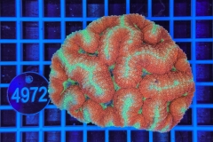 Symphyllia