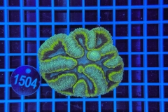 Symphyllia