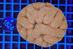 Symphyllia