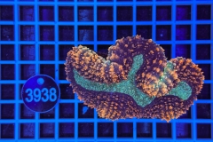 Symphyllia
