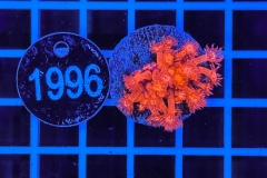 Goniopora