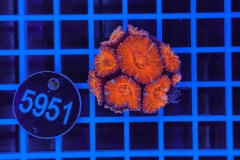 Acanthastrea lordhowensis