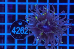 Euphyllia glabrescens