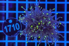 Euphyllia glabrescens