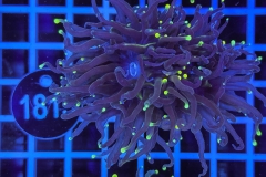 Euphyllia glabrescens