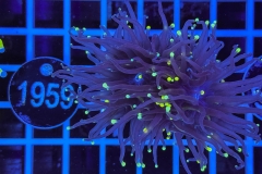 Euphyllia glabrescens
