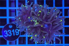 Euphyllia glabrescens