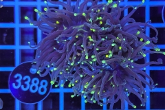 Euphyllia glabrescens