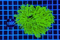 Euphyllia glabrescens