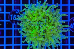 Euphyllia glabrescens