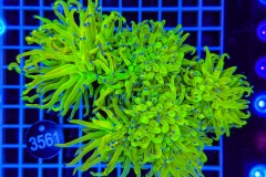 Euphyllia glabrescens