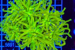 Euphyllia glabrescens