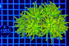Euphyllia glabrescens