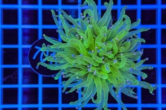 Euphyllia glabrescens