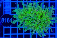 Euphyllia glabrescens