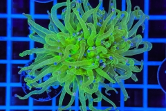 Euphyllia glabrescens