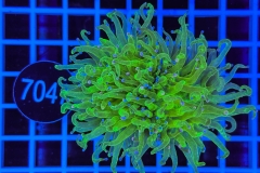 Euphyllia glabrescens