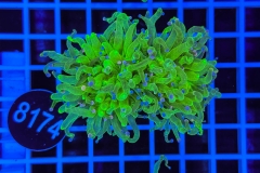 Euphyllia glabrescens