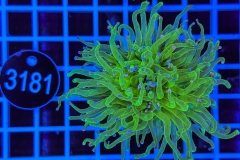 Euphyllia glabrescens