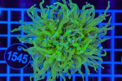 Euphyllia glabrescens