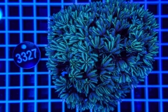 Tubipora Musica