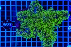 Pachyclavularia