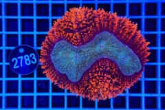 Lobophyllia