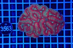 Symphyllia