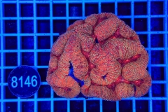 Symphyllia