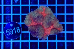 Symphyllia