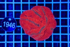 Symphyllia