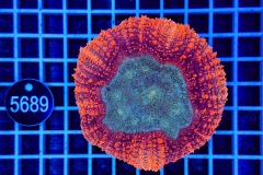 Symphyllia