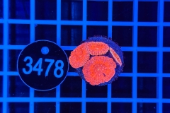 Blastomussa wellsi