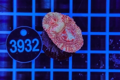 Acanthastrea bowerbanki