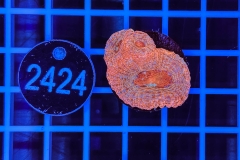 Acanthastrea bowerbanki